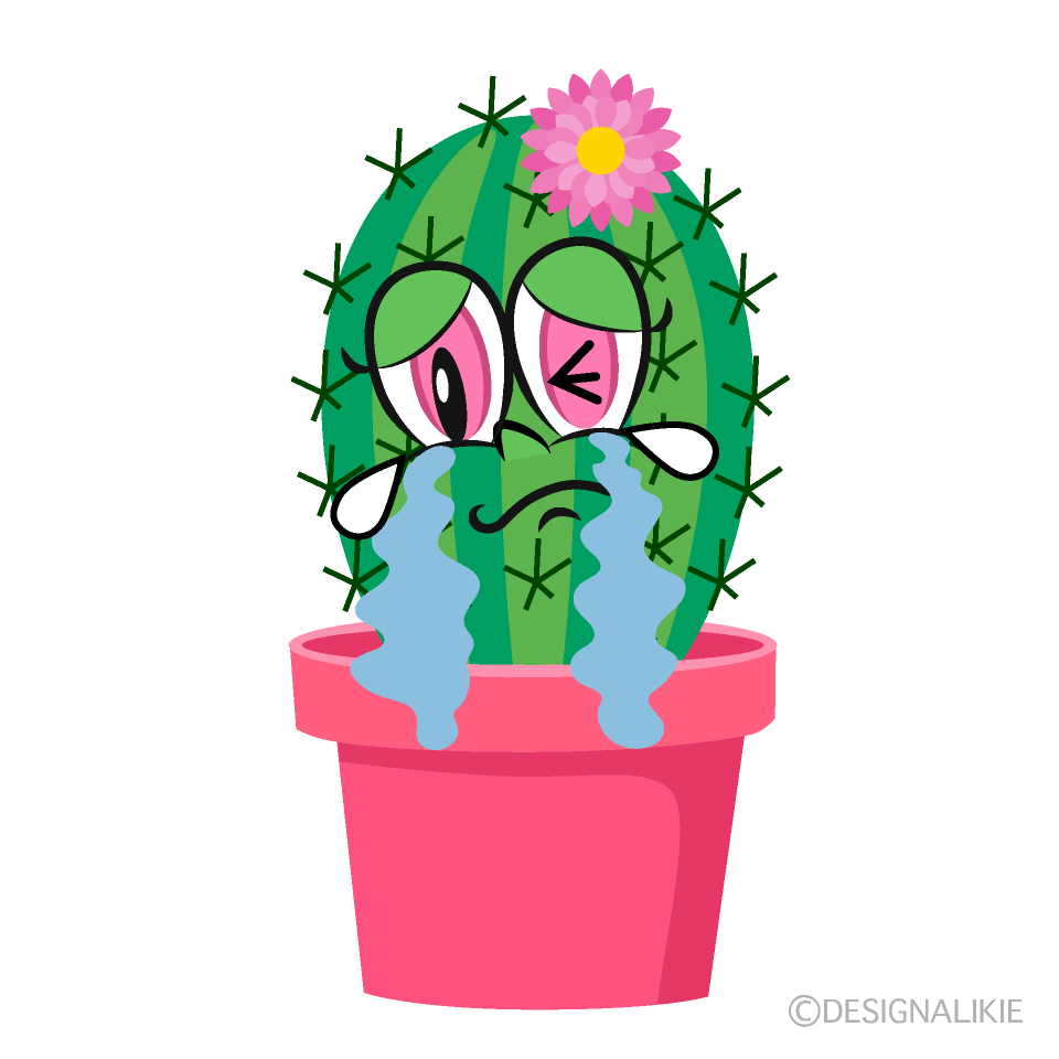 Crying Girl Cactus