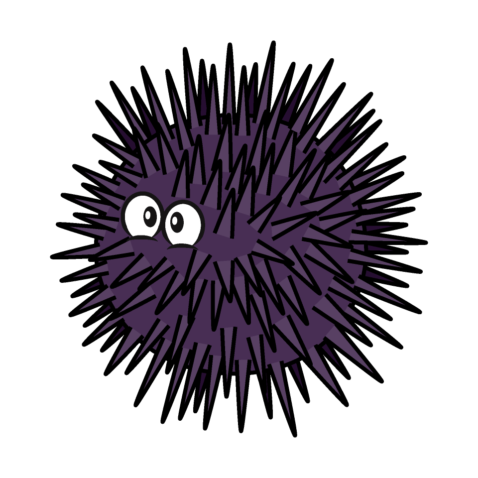 Sea Urchin