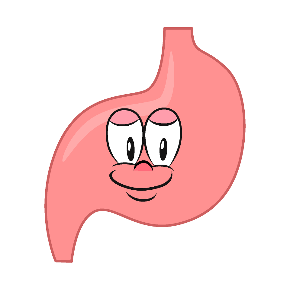 Stomach