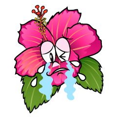 Crying Hibiscus