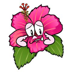 Sad Hibiscus