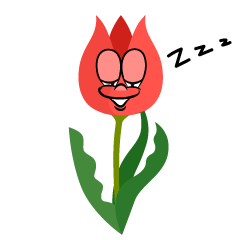 Sleeping Tulip