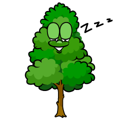 Sleeping Tall Tree