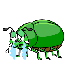 Crying Beetle