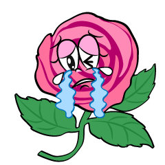 Crying Pink Rose