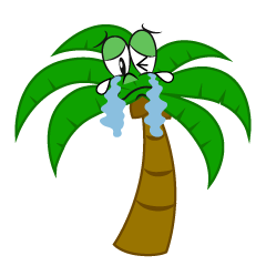 Crying Palm Tree