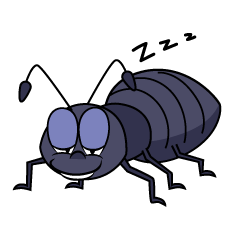 Sleeping Ant