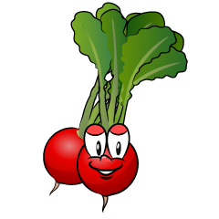 Radish